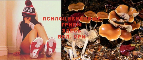 стаф Абаза